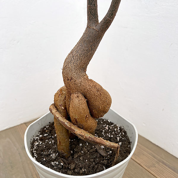 ブラキキトン(ボトルツリー):ルペストリス 7号26-04