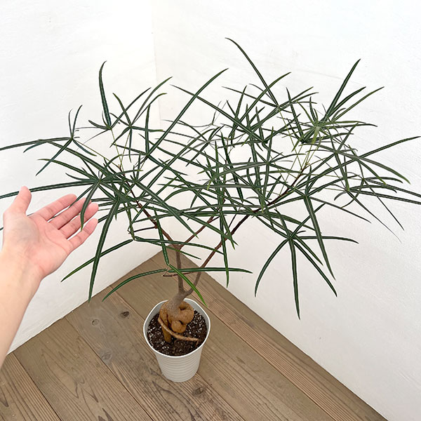 ブラキキトン(ボトルツリー):ルペストリス 7号26-04