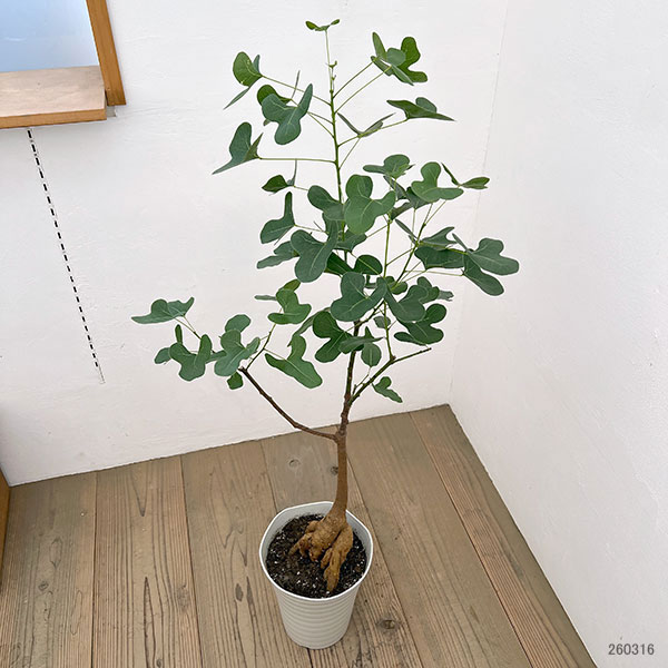 ブラキキトン（ボトルツリー）：ポプルネウス（丸葉）　7号26-02