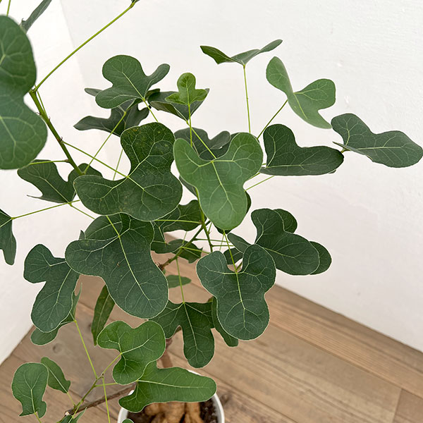 ブラキキトン（ボトルツリー）：ポプルネウス（丸葉）　7号26-02