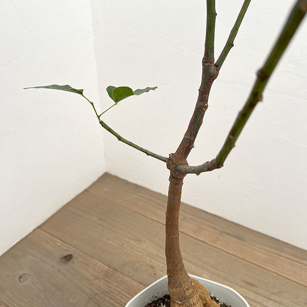 ブラキキトン（ボトルツリー）：ポプルネウス（丸葉）　7号26-02