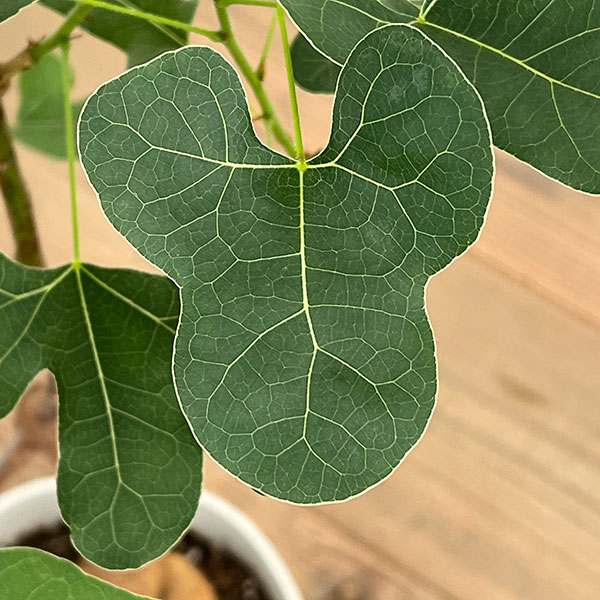 ブラキキトン（ボトルツリー）：ポプルネウス（丸葉）　7号26-02