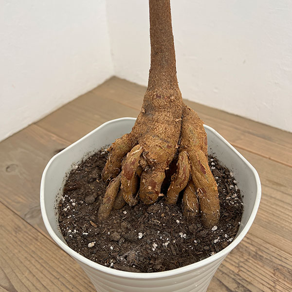 ブラキキトン（ボトルツリー）：ポプルネウス（丸葉）　7号26-02