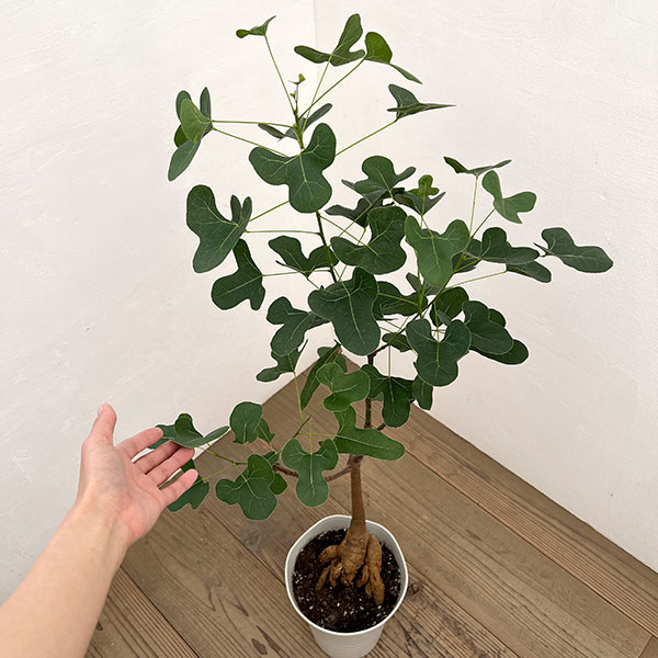 ブラキキトン（ボトルツリー）：ポプルネウス（丸葉）　7号26-02