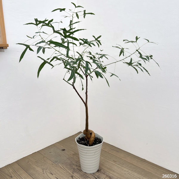 ブラキキトン（ボトルツリー）：ポプルネウス（細葉）　7号26-03