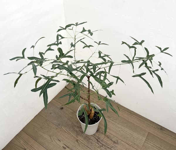 ブラキキトン（ボトルツリー）：ポプルネウス（細葉）　7号26-03