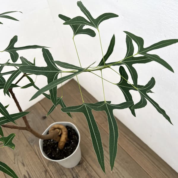 ブラキキトン（ボトルツリー）：ポプルネウス（細葉）　7号26-03