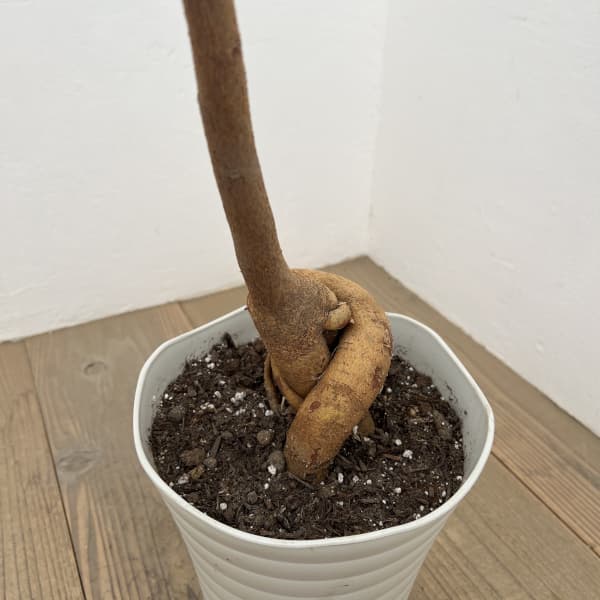 ブラキキトン（ボトルツリー）：ポプルネウス（細葉）　7号26-03