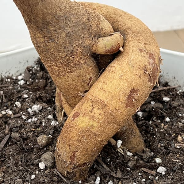 ブラキキトン（ボトルツリー）：ポプルネウス（細葉）　7号26-03