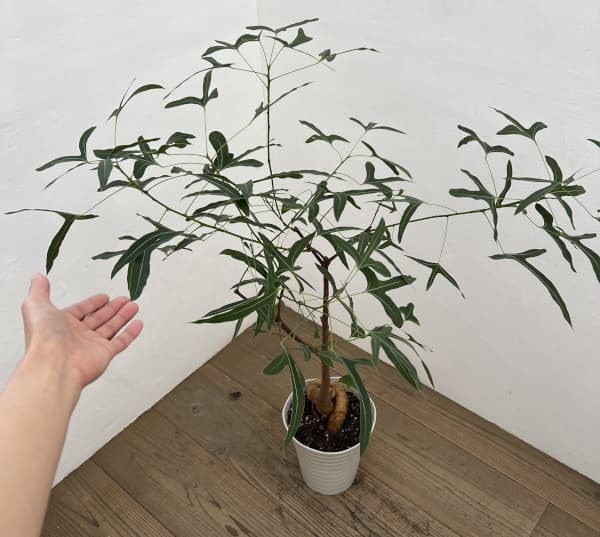 ブラキキトン（ボトルツリー）：ポプルネウス（細葉）　7号26-03