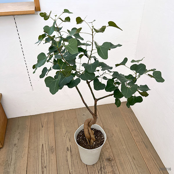 ブラキキトン（ボトルツリー）：ポプルネウス（丸葉）　7号26-04