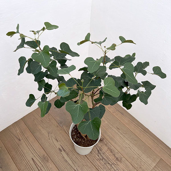 ブラキキトン（ボトルツリー）：ポプルネウス（丸葉）　7号26-04