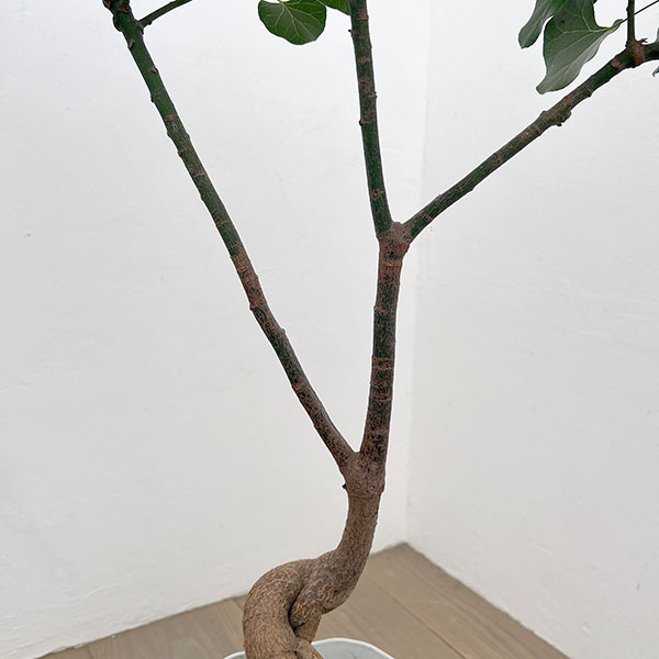 ブラキキトン（ボトルツリー）：ポプルネウス（丸葉）　7号26-04