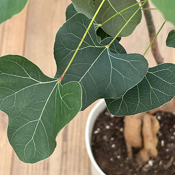 ブラキキトン（ボトルツリー）：ポプルネウス（丸葉）　7号26-04