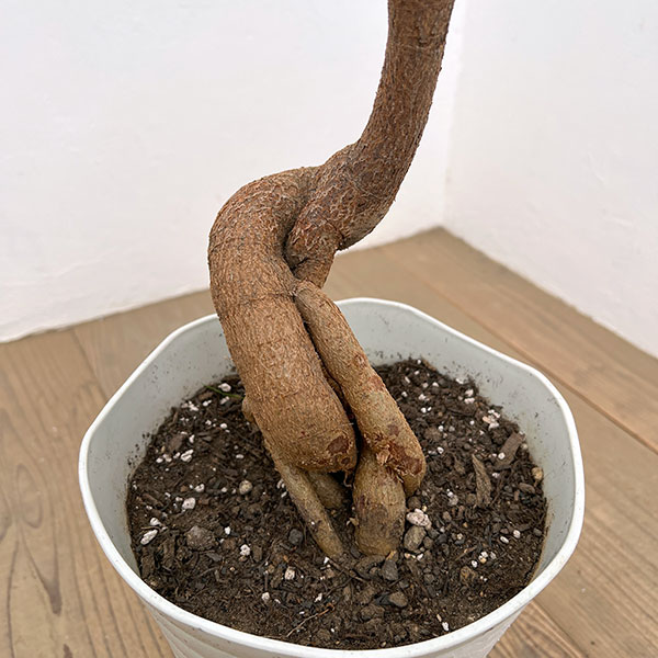 ブラキキトン（ボトルツリー）：ポプルネウス（丸葉）　7号26-04