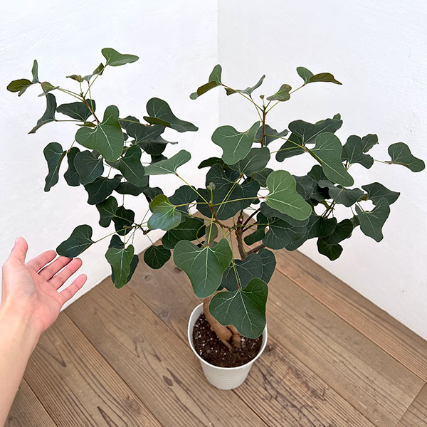 ブラキキトン（ボトルツリー）：ポプルネウス（丸葉）　7号26-04