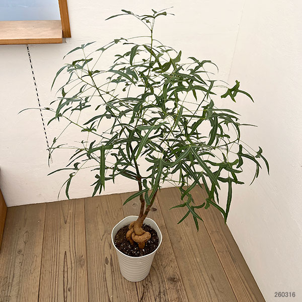 ブラキキトン（ボトルツリー）：ポプルネウス（細葉）　7号26-05