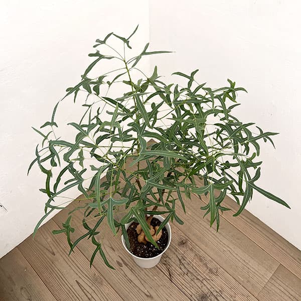 ブラキキトン（ボトルツリー）：ポプルネウス（細葉）　7号26-05