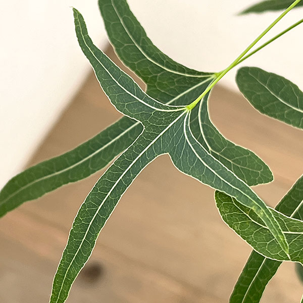 ブラキキトン（ボトルツリー）：ポプルネウス（細葉）　7号26-05