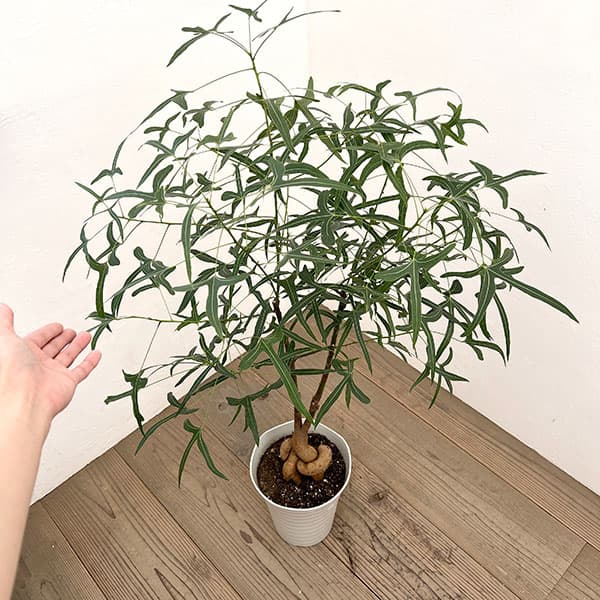 ブラキキトン（ボトルツリー）：ポプルネウス（細葉）　7号26-05