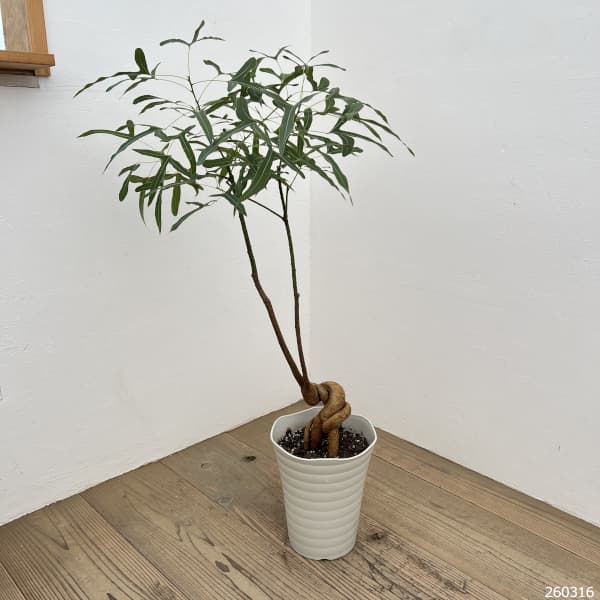 ブラキキトン（ボトルツリー）：ポプルネウス　7号26-06