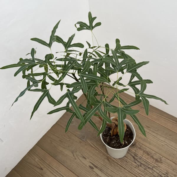 ブラキキトン（ボトルツリー）：ポプルネウス　7号26-06