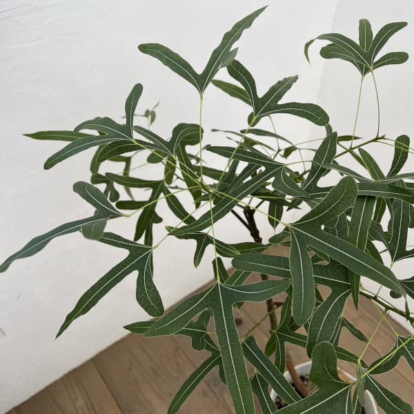 ブラキキトン（ボトルツリー）：ポプルネウス　7号26-06