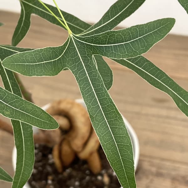 ブラキキトン（ボトルツリー）：ポプルネウス　7号26-06