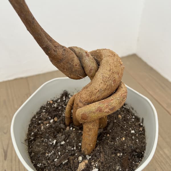 ブラキキトン（ボトルツリー）：ポプルネウス　7号26-06