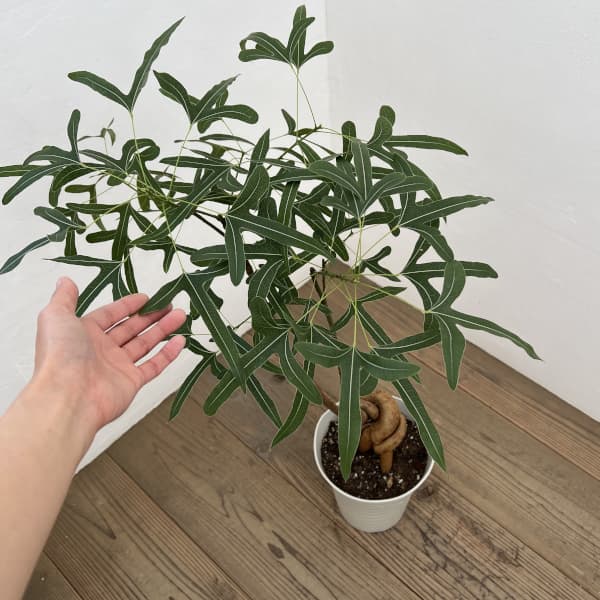 ブラキキトン（ボトルツリー）：ポプルネウス　7号26-06