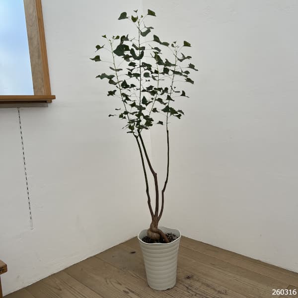 ブラキキトン（ボトルツリー）：ポプルネウス（丸葉）　7号26-07