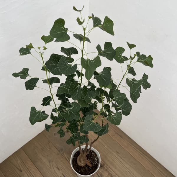 ブラキキトン（ボトルツリー）：ポプルネウス（丸葉）　7号26-07