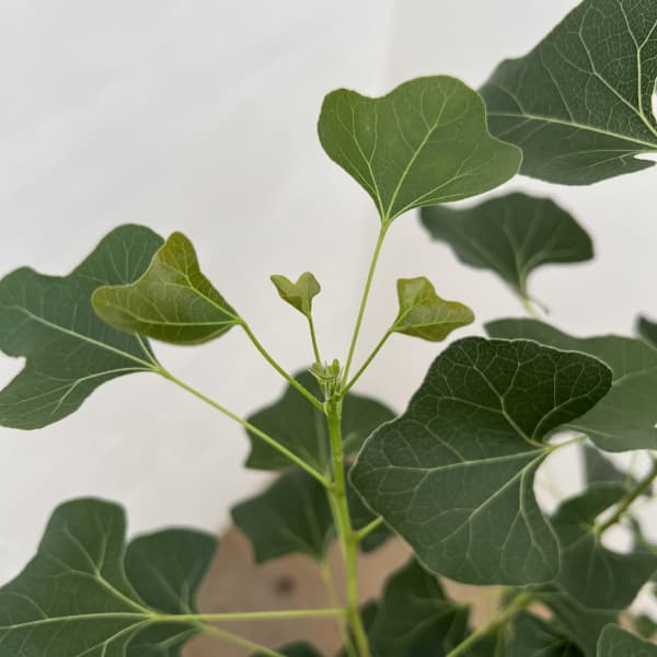 ブラキキトン（ボトルツリー）：ポプルネウス（丸葉）　7号26-07