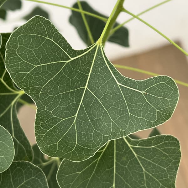 ブラキキトン（ボトルツリー）：ポプルネウス（丸葉）　7号26-07