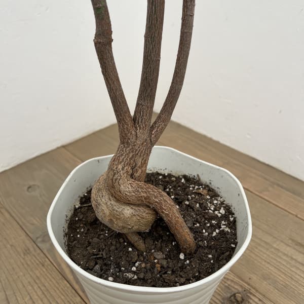 ブラキキトン（ボトルツリー）：ポプルネウス（丸葉）　7号26-07