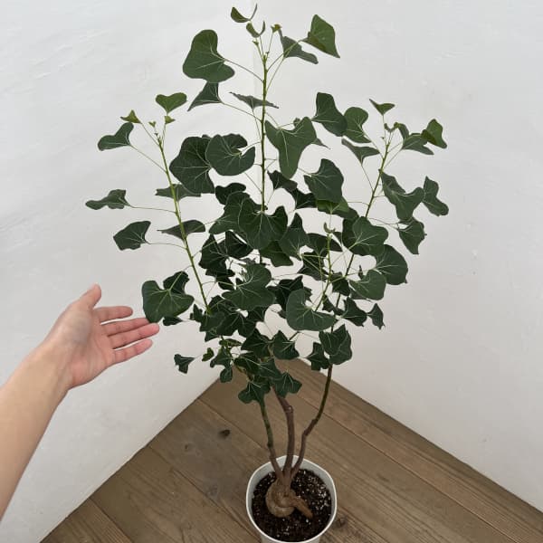 ブラキキトン（ボトルツリー）：ポプルネウス（丸葉）　7号26-07