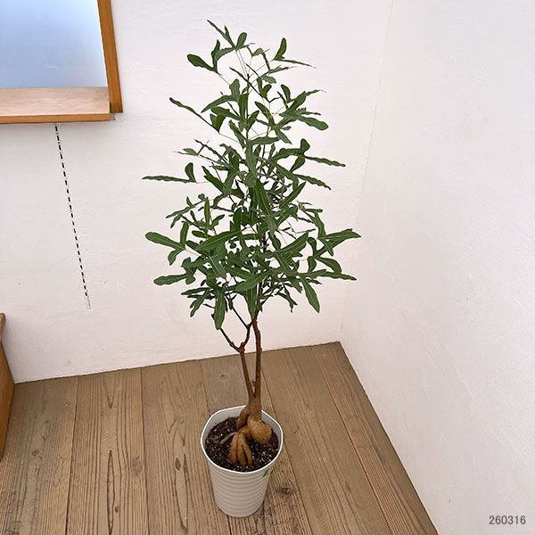 ブラキキトン（ボトルツリー）：ポプルネウス　7号26-08