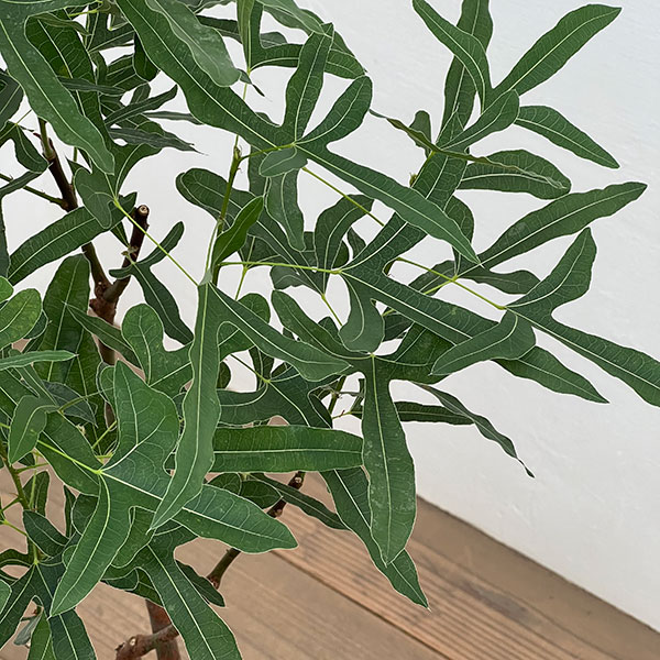 ブラキキトン（ボトルツリー）：ポプルネウス　7号26-08