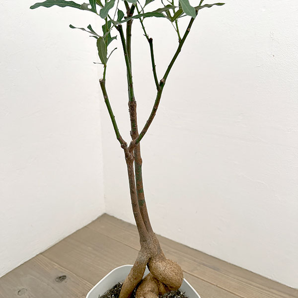 ブラキキトン（ボトルツリー）：ポプルネウス　7号26-08