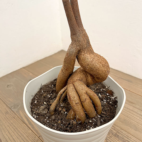 ブラキキトン（ボトルツリー）：ポプルネウス　7号26-08