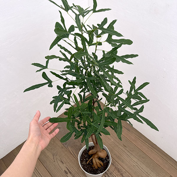 ブラキキトン（ボトルツリー）：ポプルネウス　7号26-08