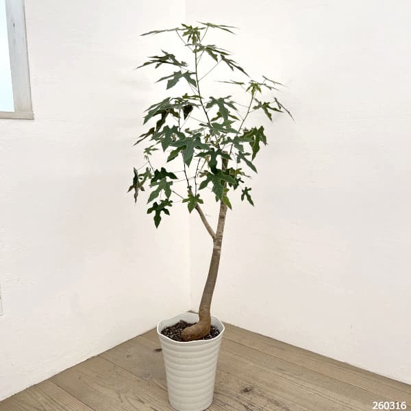 ブラキキトン（ボトルツリー）：ディスカラー　7号26-01