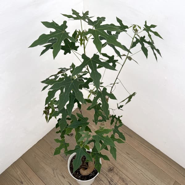 ブラキキトン（ボトルツリー）：ディスカラー　7号26-01