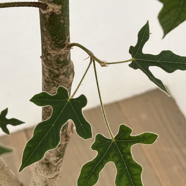 ブラキキトン（ボトルツリー）：ディスカラー　7号26-01