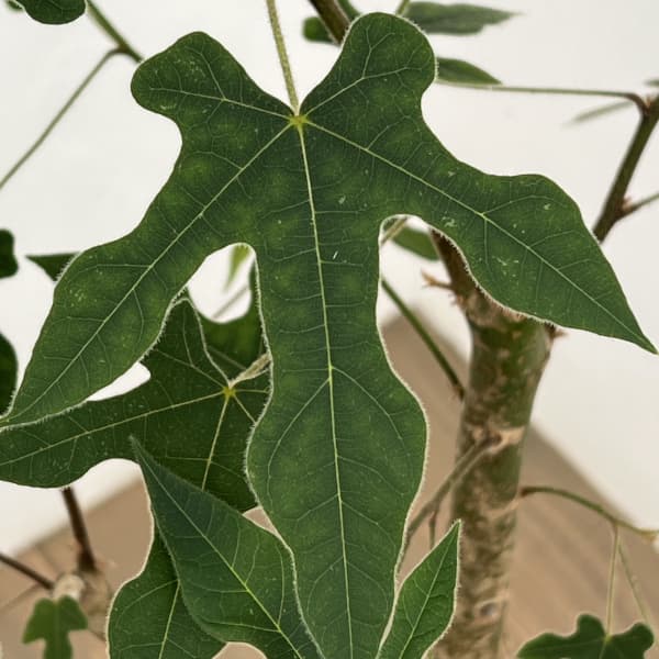 ブラキキトン（ボトルツリー）：ディスカラー　7号26-01