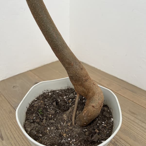 ブラキキトン（ボトルツリー）：ディスカラー　7号26-01