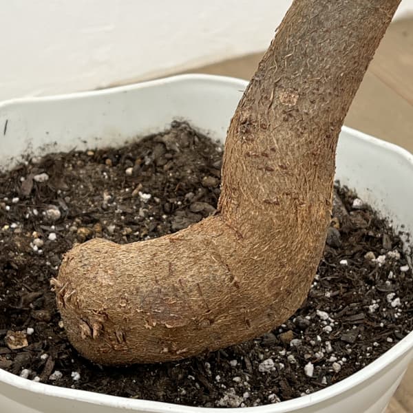 ブラキキトン（ボトルツリー）：ディスカラー　7号26-01