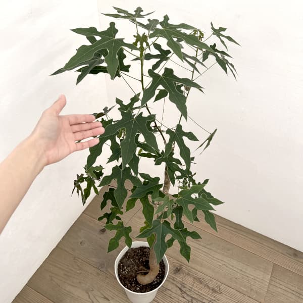 ブラキキトン（ボトルツリー）：ディスカラー　7号26-01