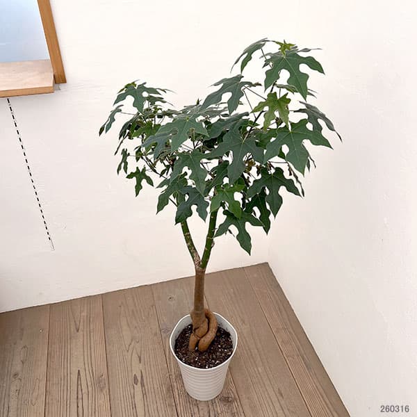 ブラキキトン（ボトルツリー）：ディスカラー　7号26-02