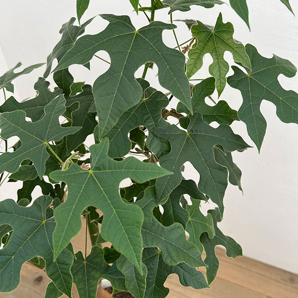 ブラキキトン（ボトルツリー）：ディスカラー　7号26-02